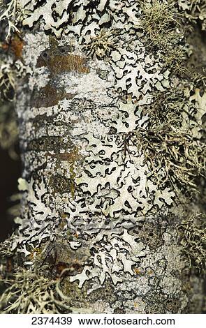 Stock Photo - Lichen grows on a tree trunk; Astoria, Oregon, United States of America. Fotosearch