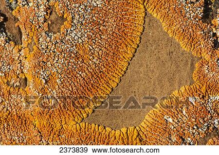 Lichen on rocks, Red Rock Coulee; Alberta, Canada View Large Photo Image Stock Photo - Lichen on rocks, Red Rock Coulee; Alberta, Canada. Fotosearch