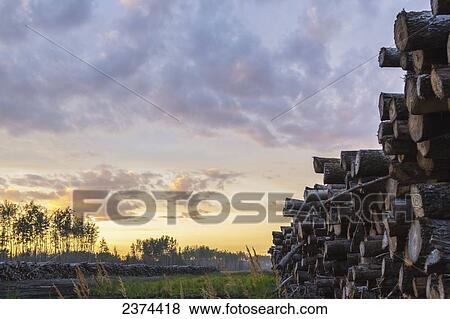 Stock Photo - Logs are piled in a clearing for new construction in Alberta; British Columbia, Canada. Fotosearch