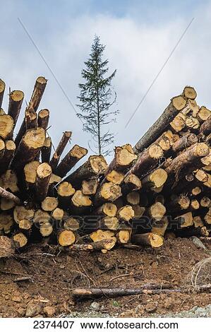 Stock Photo - Logs are stacked at a logging work site; British Columbia, Canada. Fotosearch