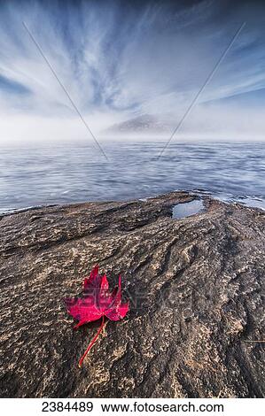Stock Photo - Lone maple leaf on the rocky shore of Grand Lake as the mist lifts off the water at dawn, Algonquin Park; Ontario, Canada. Fotosearch
