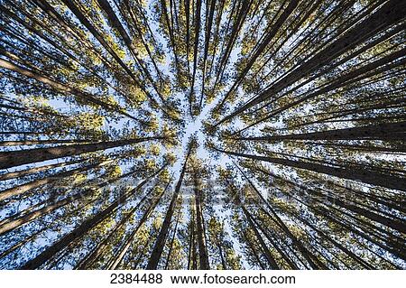 Looking up at the tree tops of the pine trees in the forests of Algonquin Park; Ontario, Canada View Large Photo Image Stock Photo - Looking up at the tree tops of the pine trees in the forests of Algonquin Park; Ontario, Canada. Fotosearch