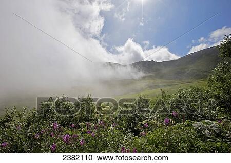 Low clouds roll in to create a stunning July scene with eye catching firewed bloomed at Hatchers Pass; Palmer, Alaska, United States of America View Large Photo Image Stock Image - Low clouds roll in to create a stunning July scene with eye catching firewed bloomed at Hatchers Pass; Palmer, Alaska, United States of America. Fotosearch
