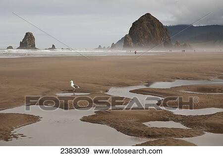 Low tide extends the beach at Tolovana; Oregon, United States of America View Large Photo Image Stock Photo - Low tide extends the beach at Tolovana; Oregon, United States of America. Fotosearch
