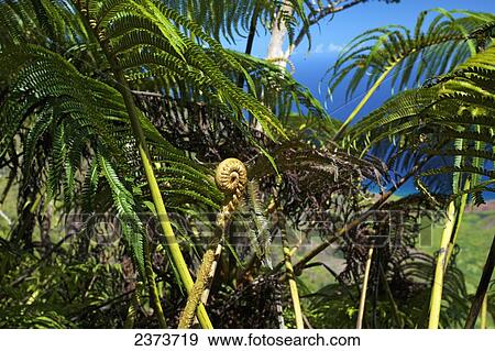 Stock Photo - Lush ferns growing on Kalalau Lookout Trail; Kauai, Hawaii, United States of America. Fotosearch