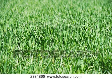 Lush grass; St. Leonard, Maryland, United States of America View Large Photo Image Stock Photography - Lush grass; St. Leonard, Maryland, United States of America. Fotosearch