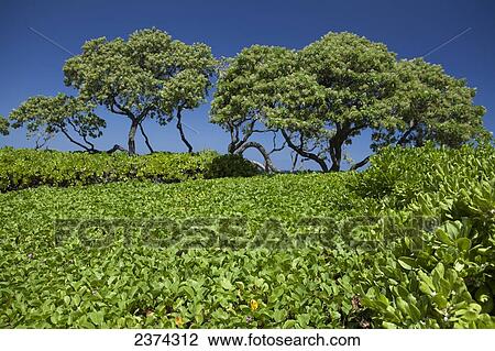 Lush green plants and Beach Heliotrope trees against a blue sky; Big Island, Hawaii, United States of America View Large Photo Image Stock Image - Lush green plants and Beach Heliotrope trees against a blue sky; Big Island, Hawaii, United States of America. Fotosearch