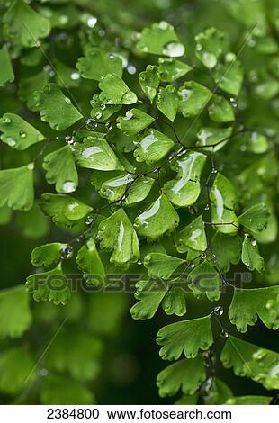 Maiden hair fern close up with raindrops; Holualoa, Big Island, Hawaii, United States of America View Large Photo Image Stock Image - Maiden hair fern close up with raindrops; Holualoa, Big Island, Hawaii, United States of America. Fotosearch