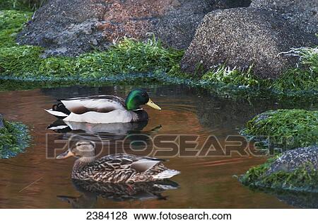 Stock Photo - Mallards swim in a tide pool at Ecola State Park; Cannon Beach, Oregon, United States of America. Fotosearch