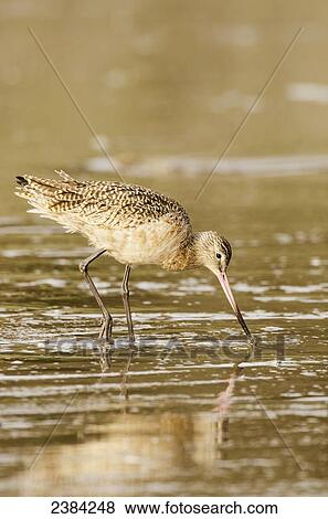 Marbled Godwit (Limosa fedoa) foraging for food along the water's edge; San Francisco, California, United States of America View Large Photo Image Stock Photo - Marbled Godwit (Limosa fedoa) foraging for food along the water's edge; San Francisco, California, United States of America. Fotosearch