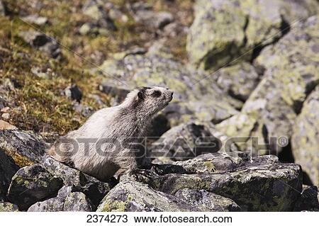 Marmot on rock with lichen; Yukon, Canada View Large Photo Image Stock Image - Marmot on rock with lichen; Yukon, Canada. Fotosearch