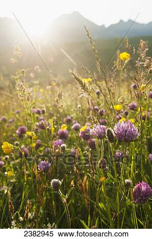Meadow flowers at dawn with the ridge of the Black Cuillin behind; Glen Brittle, Isle of Skye, Scotland View Large Photo Image Stock Photography - Meadow flowers at dawn with the ridge of the Black Cuillin behind; Glen Brittle, Isle of Skye, Scotland. Fotosearch