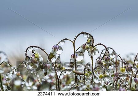 Mist collects on saxifrage blossoms; Elsie, Oregon, United States of America View Large Photo Image Stock Image - Mist collects on saxifrage blossoms; Elsie, Oregon, United States of America. Fotosearch