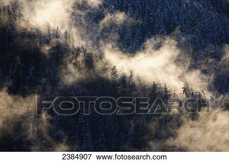 Stock Photo - Mist rising in morning sun over snowy old growth timber above the Hoh River; Washington, United States of America. Fotosearch