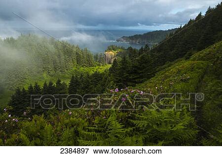 Mist veils Cape Falcon at Oswald West State Park; Manzanita, Oregon, United States of America View Large Photo Image Stock Photo - Mist veils Cape Falcon at Oswald West State Park; Manzanita, Oregon, United States of America. Fotosearch