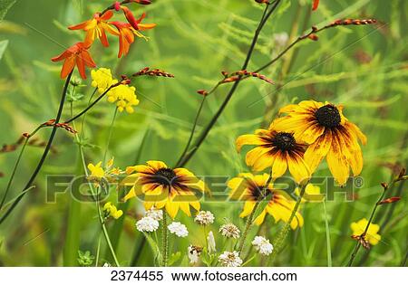 Mixed flowers bloom in a garden; Astoria, Oregon, United States of America View Large Photo Image Stock Photography - Mixed flowers bloom in a garden; Astoria, Oregon, United States of America. Fotosearch