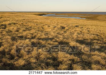 Moist Sedge Meadow Along Coastal Wetlands. Teshekpuk Lake. National Petroleum Reserve. Spring Arctic Alaska. View Large Photo Image Stock Photo - Moist Sedge Meadow Along Coastal Wetlands. Teshekpuk Lake. National Petroleum Reserve. Spring Arctic Alaska.. Fotosearch