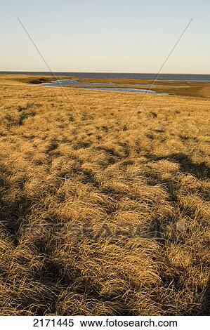 Moist Sedge Meadow Along Coastal Wetlands. Teshekpuk Lake. National Petroleum Reserve. Spring Arctic Alaska. View Large Photo Image Stock Photography - Moist Sedge Meadow Along Coastal Wetlands. Teshekpuk Lake. National Petroleum Reserve. Spring Arctic Alaska.. Fotosearch
