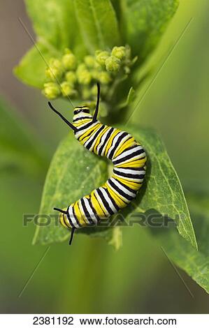 Stock Image - Monarch Butterfly Caterpillar (Danaus plexippus) on leaf, Shirley Richardson Butterfly Garden; Winnipeg, Manitoba, Canada. Fotosearch