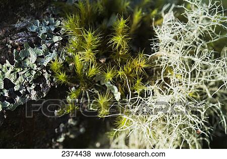 Moss and lichens grow on a tree; Astoria, Oregon, United States of America View Large Photo Image Stock Photo - Moss and lichens grow on a tree; Astoria, Oregon, United States of America. Fotosearch