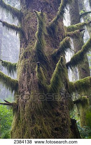 Moss hangs from a Sitka spruce tree; Elsie, Oregon, United States of America View Large Photo Image Stock Photo - Moss hangs from a Sitka spruce tree; Elsie, Oregon, United States of America. Fotosearch