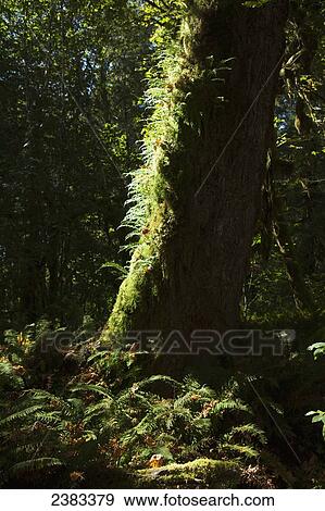 Moss on trees, Olympic National Park; Quinault, Washington, United States of America View Large Photo Image Stock Photo - Moss on trees, Olympic National Park; Quinault, Washington, United States of America. Fotosearch