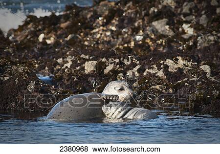 Stock Photo - Mother Harbor Seal (Phoca vitulina) guards newborn pup; Newport, Oregon, United States of America. Fotosearch