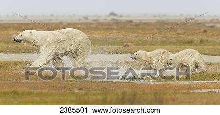 Stock Image - Mother polar bear (ursus maritimus) and two cubs running through the water along Hudson Bay; Manitoba, Canada. Fotosearch