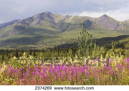Stock Photo - Mountain vista with fireweed in the foreground; Yukon, Canada. Fotosearch