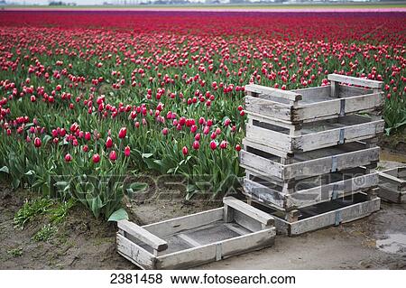 Muddy crates in front of colourful fields of tulips; La Conner, Washington, United States of America View Large Photo Image Stock Photo - Muddy crates in front of colourful fields of tulips; La Conner, Washington, United States of America. Fotosearch