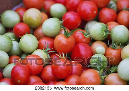 Multi-coloured tomatoes fresh from a greenhouse at the end of growing season; Palmer, Alaska, United States of America View Large Photo Image Stock Photography - Multi-coloured tomatoes fresh from a greenhouse at the end of growing season; Palmer, Alaska, United States of America. Fotosearch