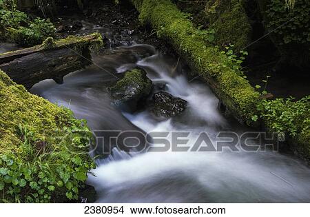 Picture - Munson Creek flows through the forest; Tillamook, Oregon, United States of America. Fotosearch