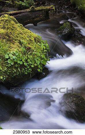 Stock Image - Munson Creek flows through the forest; Tillamook, Oregon, United States of America. Fotosearch