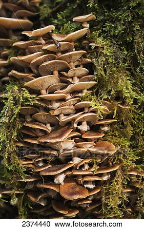 Stock Image - Mushrooms and moss grow in the forest; Ilwco, Washington, United States of America. Fotosearch