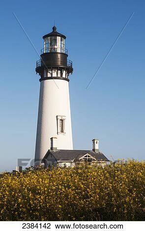 Mustards blooms near the Yaquina Head Lighthouse; Newport, Oregon, United States of America View Large Photo Image Stock Image - Mustards blooms near the Yaquina Head Lighthouse; Newport, Oregon, United States of America. Fotosearch