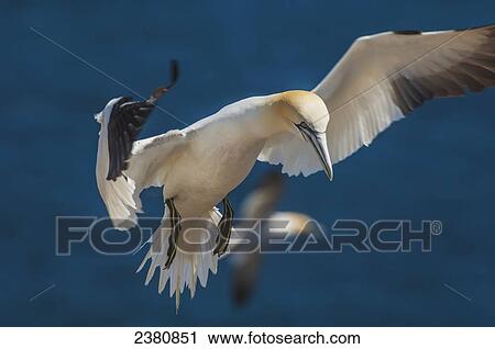 Northern Gannet (Morrus bassanus) in flight on Bonaventure Island, near the town of Perce on the Gaspe Peninsula; Quebec, Canada View Large Photo Image Stock Image - Northern Gannet (Morrus bassanus) in flight on Bonaventure Island, near the town of Perce on the Gaspe Peninsula; Quebec, Canada. Fotosearch