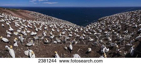 Picture - Northern Gannet (Morrus bassanus) on Bonaventure Island, near the town of Perce on the Gaspe Peninsula; Quebec, Canada. Fotosearch
