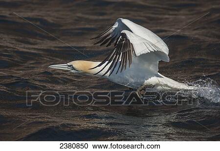 Northern Gannet (Morrus bassanus) takes flight near Bonaventure Island, near the town of Perce on the Gaspe Peninsula; Quebec, Canada View Large Photo Image Stock Image - Northern Gannet (Morrus bassanus) takes flight near Bonaventure Island, near the town of Perce on the Gaspe Peninsula; Quebec, Canada. Fotosearch