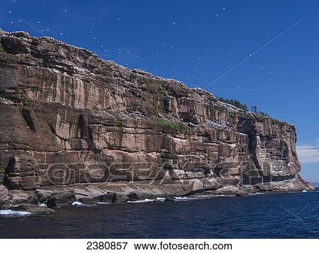 Northern Gannets (Morrus bassanus) soaring around Bonaventure Island, near the town of Perce on the Gaspe Peninsula; Quebec, Canada View Large Photo Image Stock Photo - Northern Gannets (Morrus bassanus) soaring around Bonaventure Island, near the town of Perce on the Gaspe Peninsula; Quebec, Canada. Fotosearch