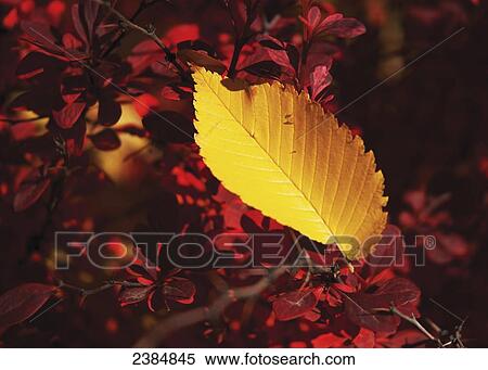 Stock Photography - One gold leaf against a red bush; Alberta, Canada. Fotosearch