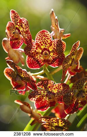 Stock Photo - Orchid (Vanda) also known as Maui Spots; Maui, Hawaii, United States of America. Fotosearch