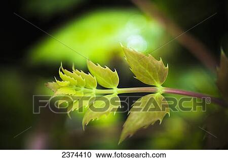 Oregon-grape (Mahonia aquifolium) grows in the forest; Westport, Oregon, United States of America View Large Photo Image Stock Image - Oregon-grape (Mahonia aquifolium) grows in the forest; Westport, Oregon, United States of America. Fotosearch