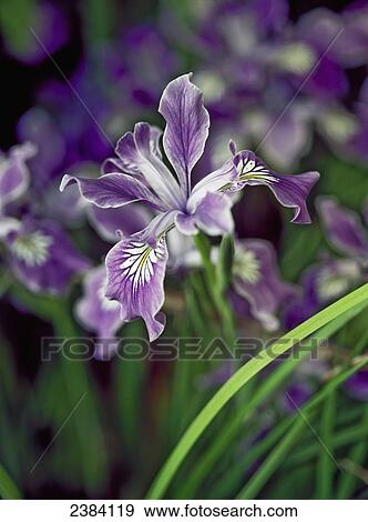 Oregon iris (Iris tenax) blooms in profusion in the Oregon Coast Range; Reedsport, Oregon, United States of America View Large Photo Image Stock Photo - Oregon iris (Iris tenax) blooms in profusion in the Oregon Coast Range; Reedsport, Oregon, United States of America. Fotosearch