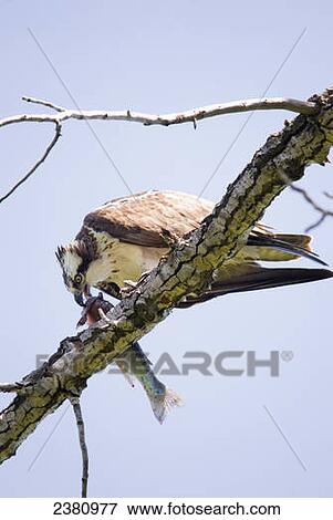 Osprey eating fish on a tree branch; Calgary, Alberta, Canada View Large Photo Image Stock Photo - Osprey eating fish on a tree branch; Calgary, Alberta, Canada. Fotosearch