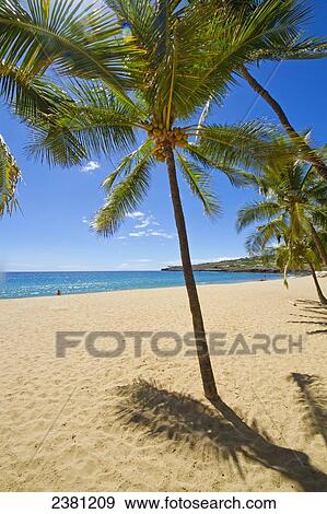 Palm tree on Hulopoe Beach, Manele Bay; Lanai, Hawaii, United States of America View Large Photo Image Stock Photo - Palm tree on Hulopoe Beach, Manele Bay; Lanai, Hawaii, United States of America. Fotosearch