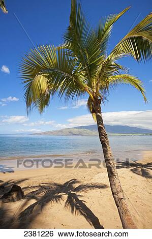 Stock Photograph - Palm tree with West Maui Mountains in distance; Kihei, Maui, Hawaii, United States of America. Fotosearch