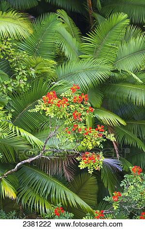 Palm trees and African Tulip trees in rainforest on the Hamakua coast; Big Island, Hawaii, United States of America View Large Photo Image Stock Image - Palm trees and African Tulip trees in rainforest on the Hamakua coast; Big Island, Hawaii, United States of America. Fotosearch