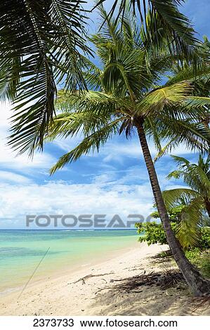 Stock Image - Palm trees on Anini Beach; Kauai, Hawaii, United States of America. Fotosearch