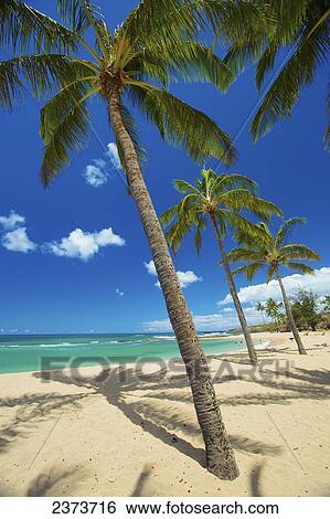 Stock Photograph - Palm trees on the beach in Salt Ponds State Park; Kauai, Hawaii, United States of America. Fotosearch