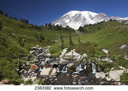 Stock Image - Paradise Valley, stream & Mount Rainier, Mt. Rainier National Park; Washington, United States of America. Fotosearch